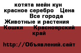 котята мейн кун, красное серебро › Цена ­ 30 - Все города Животные и растения » Кошки   . Красноярский край